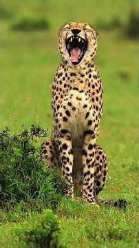 Chita Roar |🐆😮 Cheetah Voice |🐆 Leopard |🐆 Chita Bagh Video |🐆 চিতাবাঘ |🐆 বাঘ |🐆Nat Geo |😍 #wildlife