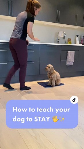 Effective Techniques for Training Your Cockapoo to Stay