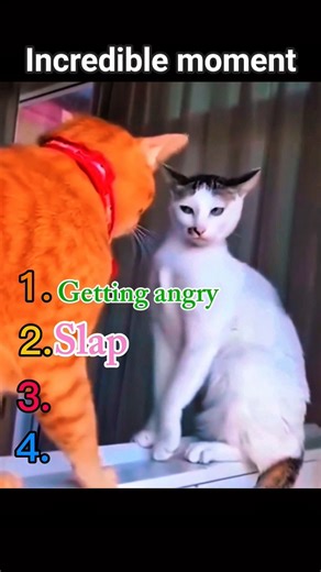 BEST Dramatic Cats Compilation 🤯 | Silliest Fails of the Year!#shorts #catdrama #viralshort