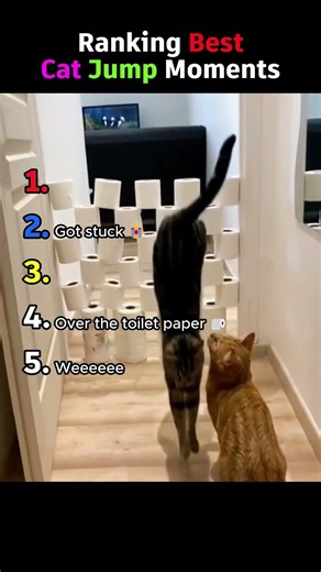 Ranking Best Cat Jump Moments 🐈