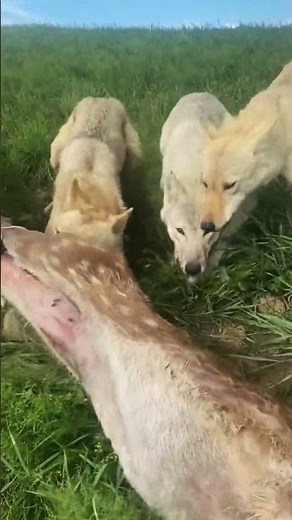 wolves eating a deer