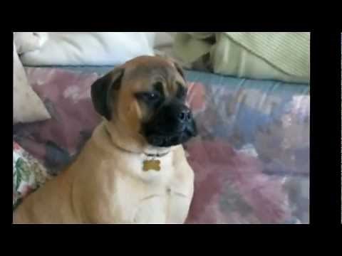 Top 10 Animals Making Human Sounds