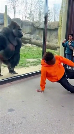 Imitative Play: Gorilla and Breakdancer at Zoo