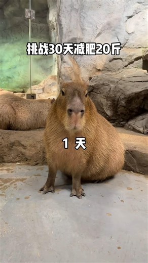 capybara 卡皮巴拉 水豚30天瘦了20斤 #capybara #水豚 #水豚君 #卡皮巴拉 #呆萌 #cute #可愛い #萌寵 #療癒 #short