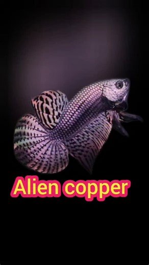 Emmanuvel Jinish on Instagram: "Alien copper 💥 juvenile size Available #evaan_aquatic 9544 123454 #aliencopper #alienwildbettafish #greenalienbetta #bluemahachaiwildbetta #wild #wildbetta #wildbettafish #mahachai #mahachaiwildbetta #bluemahachai #greenmahachai #betta #bettalover #bettabreedingfarm #wildbettabreeding #pets #guppy #fish #keralabetta"