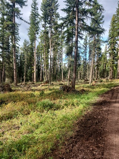 Hunters unharmed after grizzly bear encounter near Seeley Lake