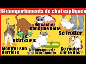 The 19 Weirdest Cat Behaviors Explained | Incredibly Top