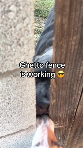 Neighbor Discontent Over Dog Noise and Fees