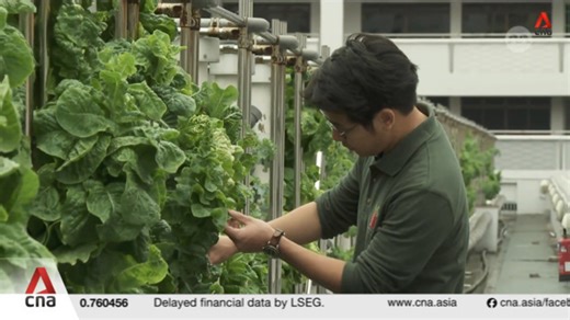 Some Singapore farms pivoting to new products that are cheaper than imports