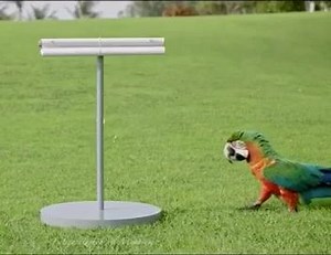 1.1K views · 67 reactions | Eid-ul-Azha Mubarik!!! | CSS EXAMS | Facebook