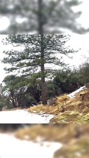 #california mule deer trekking in the #winter #hunting