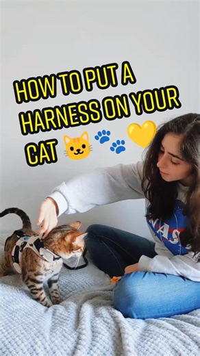 how to put a harness on a cat 🐱🐾 #howtotrainyourcat #bengalcats #catharness #catharnesstraining #walkingyourcat #bengalcatsoftiktok #catlady