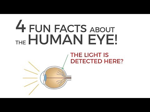 Do you know what part of the eye detects light? Fun Facts about the Human Eye! | 2018 Q&A