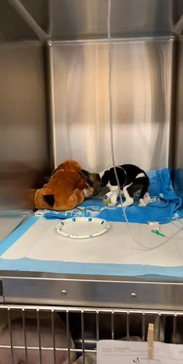 Caring for a Sick Puppy: Veterinary Insights