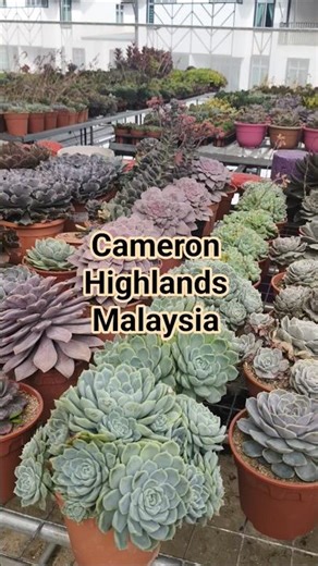 Cameron Highlands - Munnar in Malaysia #cameronhighlandsmalaysia #malaysia #vacation