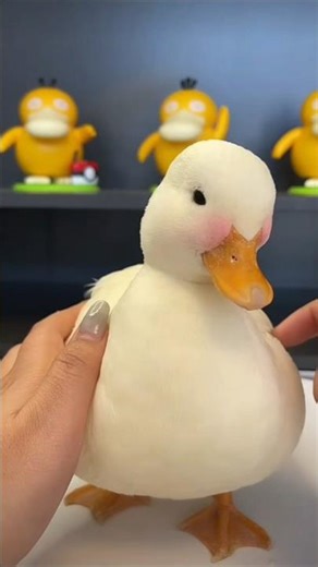 How Cute duckling soft touching to play 😍😍 #short #viral #birds #funny