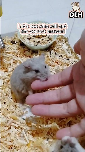 Hamster Bite: Does It Hurt? Unveiling the Truth #hamstershortvideo