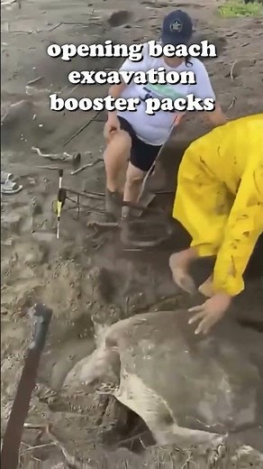 opening beach excavation booster packs chasing sally sea turtle