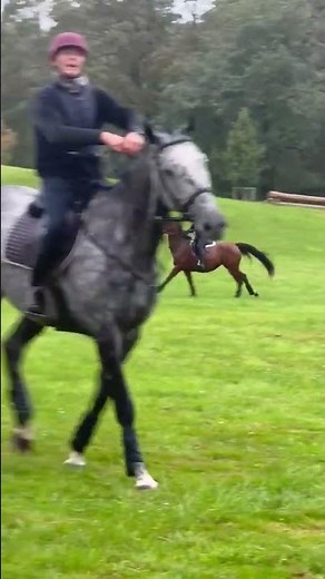 Cheval à vendre - Jument SF pour poulinière ou compagnie/loisirs léger - equirodi.com