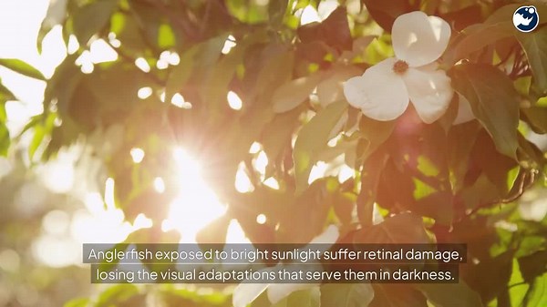 Deep-Sea Anglerfish Discovery Sparks Urgent Investigation