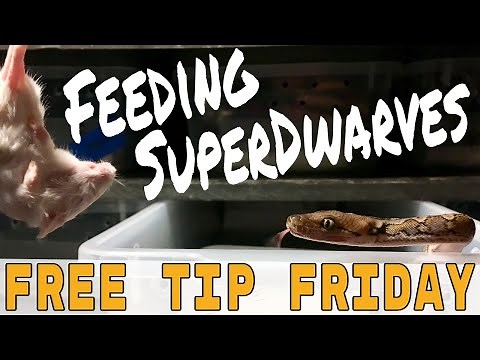 Feeding Superdwarf Retics (Free Tip Friday #4)