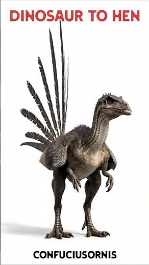 chicken evolution 🐤: Dinosour to Hen 🐓evolution #wildlife #evolution #dinosaur