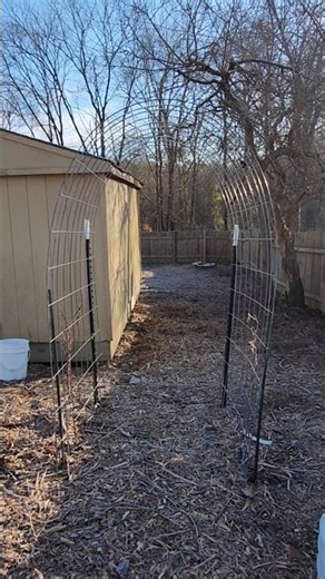 Planting kiwis 🥝 and making a trellis for them. #gardeningwithcoffee #trellis #kiwi #selfsufficiency