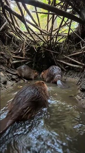 Inside a Beaver Family Lodge (Baby Beaver POV)