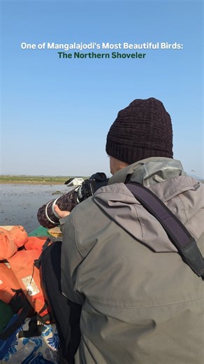 Meet the Northern Shoveler, one of Mangalajodi's most striking winter visitors. This elegant duck breeds in northern wetlands but migrates to Odisha's famous bird paradise from October to March, drawing birders from across India. ---------------------------------------------------------------------------- Join us at @quantumexplorerinc for birding tour and wildlife photography tours and witness these spectacular species in their natural habitat! (Sattal Birding Tour, Birdwatching Tours, Birds of