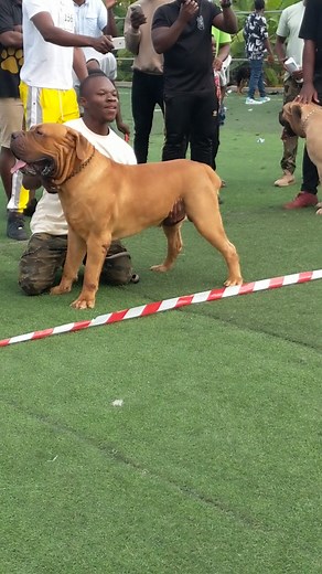 Top 10 Boerboel Dog Show Moments on TikTok