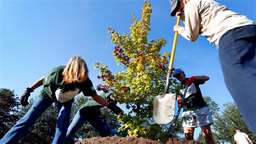 Florida's Arbor Day is Jan. 17. Here's a guide to trees to plant in your yard
