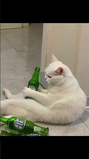 Hilarious White Cat Drinks Beer: Funny Animal Loop Video Stock Footage