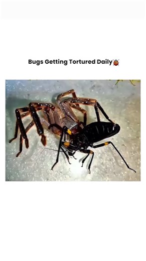 Bugs Getting Tortured 🪲 on Instagram: "When the Spider Becomes the Judge, Jury, and Executioner 🕷⚖️💀 The bug thought it was just passing through... until it stumbled into the eight-legged courtroom. This isn't a hunt—it's a swift, silken verdict. 💥 The Offense: Trespassing in the web of justice. 💥 The Method: A venomous strike and a silk-wrapped sentence. 💥 The Reaction: A brief, desperate struggle before the final stillness. 💥 The Result: Bug eliminated, spider fed, natural law upheld. S