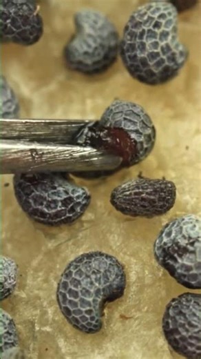 Macro asmr #asmr #macroasmr #relaxing #satisfying #macroperfection #macro #closeup #experiment