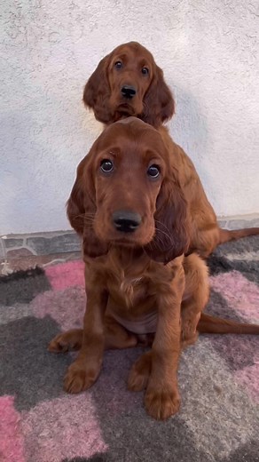 Adorable Irish Setter Puppy Growing Up!