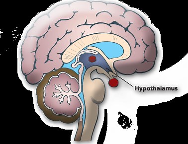 Our Program - Healthy Systems USA