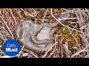 Fascinating moment baby adder snake breaks out of its amniotic sac