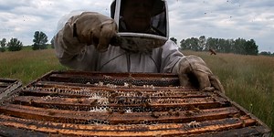 North Dakota honey bees are ‘buzzy’ playing a big role