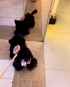 36K views · 1K reactions | Dog sees her reflection in the mirror for the very first time! | MetDaan Animals | Facebook