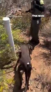 WATCH: Officers RESCUE dog trapped in cactus patch #shorts #foxnews #news #us