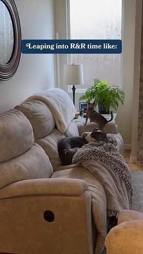 La-Z-Boy on Instagram: "Curl up on your cozy La-Z-Boy® Sofa, just like @gettinchiggywhippet. 殺"