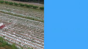 1.9K views · 320 reactions | Central Texas Adventure Farm: Pick your own fruit, Pig Races, Hay Maze, Pony Rides & MUCH MORE! Check out our events page for upcoming activities! | Sweet Eats Fruit Farm | Facebook