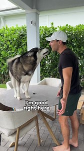 Safe to say his new hip has made him feel real good… 😂 #dogsoftiktok #husky #huskies #funny #dogs