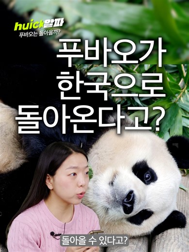 푸바오 한국으로 컴백???? [휙] #휙알파 김성환 기후에너지환경부 장관이 푸바오가 광주 우치동물원으로 올 수 있도록 노력하겠다고 밝혔다. 김 장관은 22일 광주 북구에 있는 우치동물원에 방문해 판다 도입에 대비한 시설과 인력 여건을 점검했다. 이 동물원은 이재명 대통령이 한중정상회담 당시 중국 측에 판다 한 쌍을 대여해 달라고 요청하며 콕 집어 말한 곳이다. 기존에 판다 가족이 살던 용인 에버랜드가 아니라, 광주시가 운영하는 제2호 국가 거점 동물원을 꼽은 것이다. 우치동물원은 판다 서식 시설 설치만 약 300억 원이 들 것으로 보고 있다. 한편 동물복지단체들은 임대계획 철회를 요구하고 있다. 동물권행동 카라는 성명을 통해