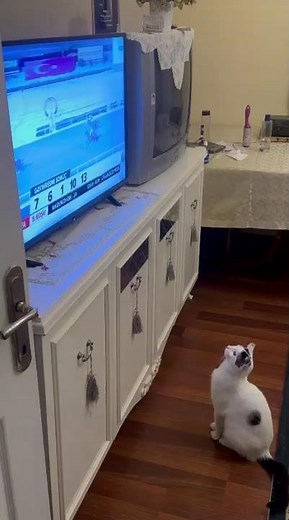 At yarışı tutkunu kedim 😂 #komedi #funny #comedy #shortvideo #shorts #short #youtubeshorts #youtube