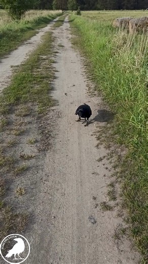 65K views · 2.7K reactions | Echo found a German coin from 1880 #coin #money #raven #kruk #precious #what #amazing | Echo the Raven | Facebook