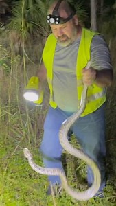Another chill night picking up snakes on the side of the road. There are worse ways to spend an evening. #downtime #chilling #lowkey #pythonhunters #nighthunt #everglades #invasivespecies | Pythonswampman Matthew Kogo