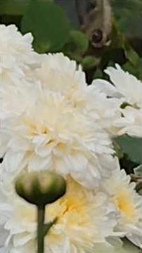 3 Tips to grow Chrysanthemum in pots.🌻🌼🌻☘ #terracegarden #youtubeshorts #shortfeed