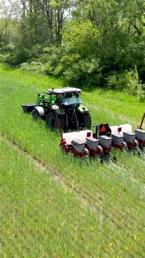 Can you plant corn into standing cover crops?