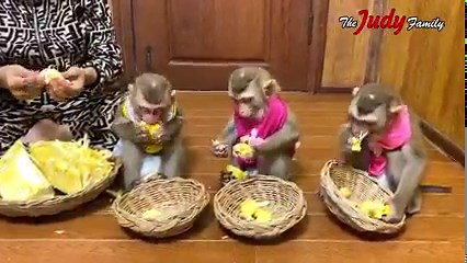 16M views · 135K reactions | Grade A Jackfruit SpeciaIIy Opted For The Only Trio Lunch | The Judy Family | Facebook